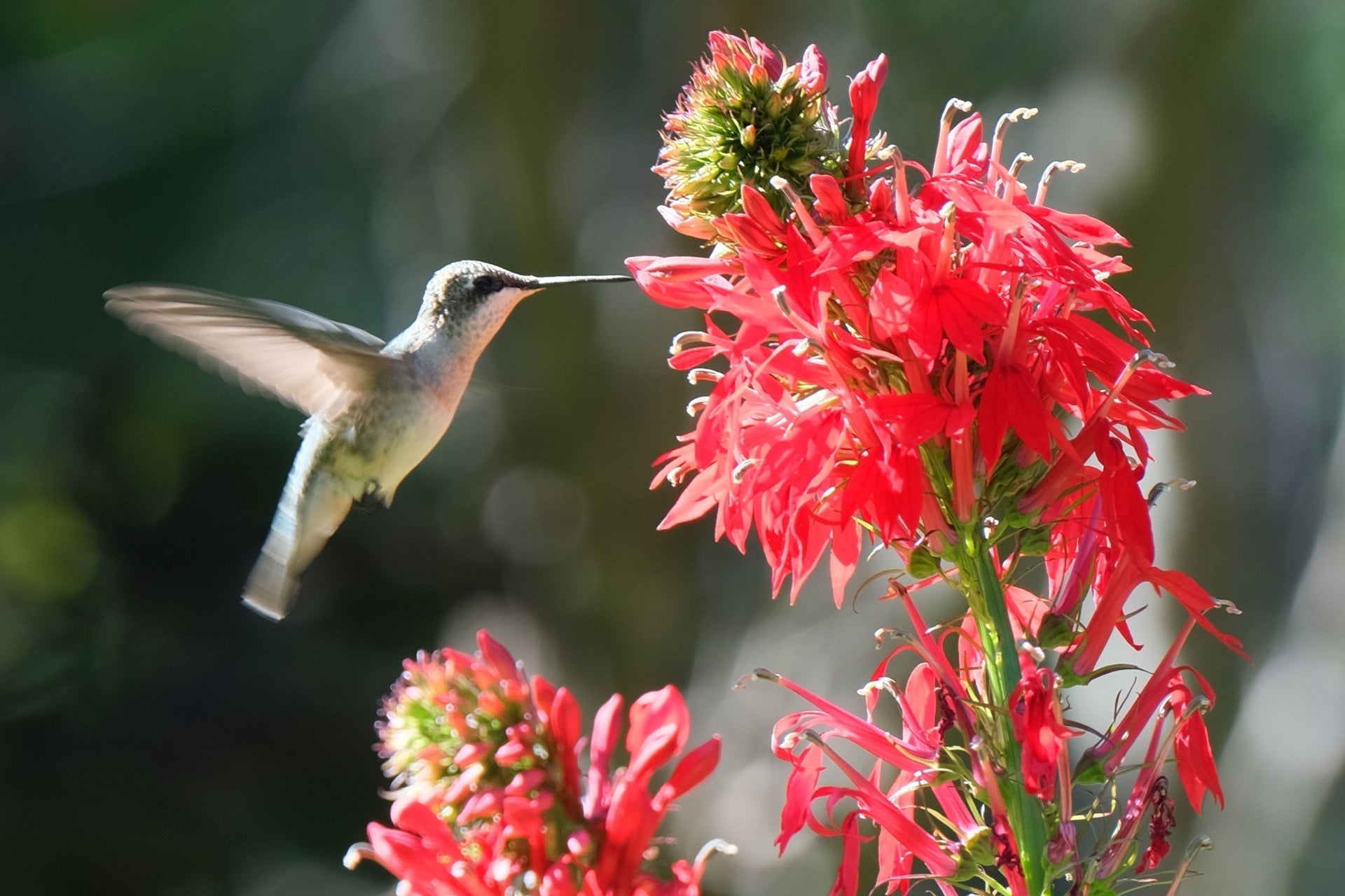 Delicate hummingbird hovers near vibrant red tubular flowers in resilient garden