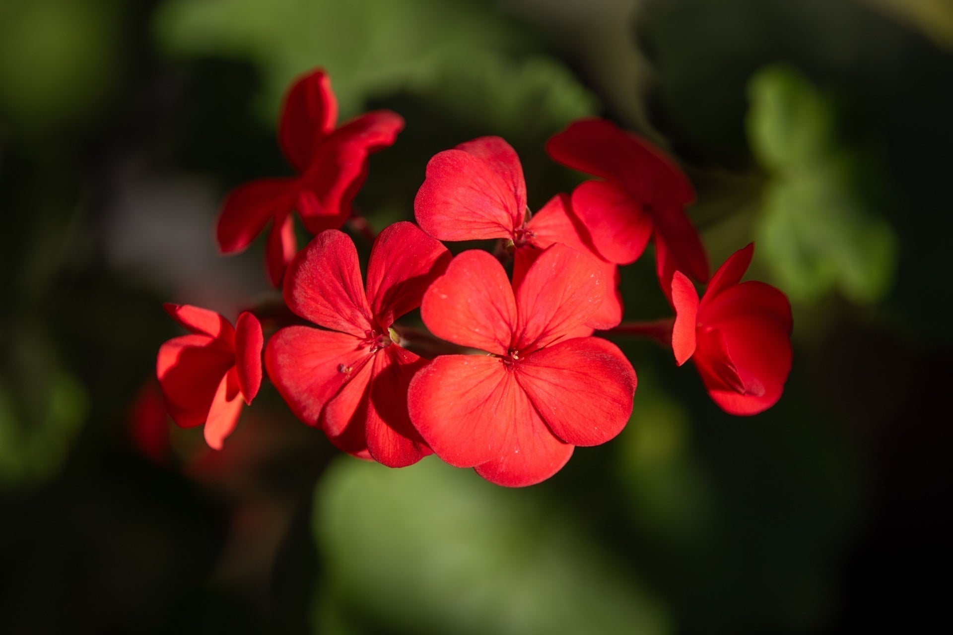 Best Part Sun and Part Shade Perennials