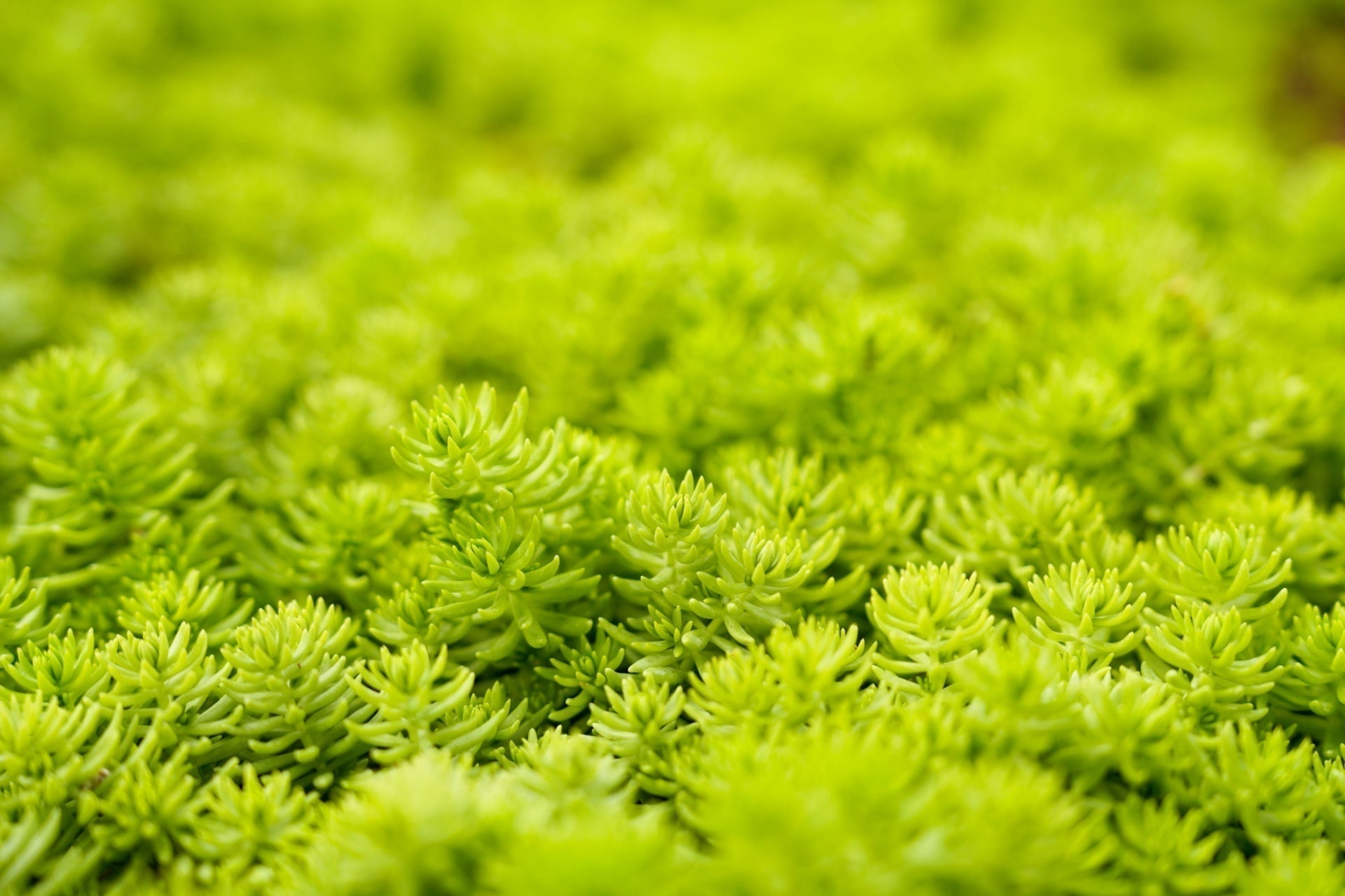 Vibrant lime-green succulents with dense foliage for shade gardens