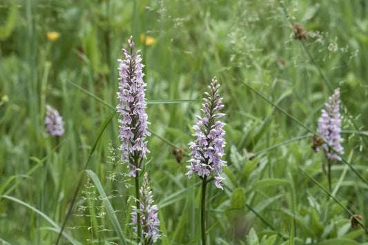 Delicate Adam and Eve lavender orchids rising gracefully among green grass