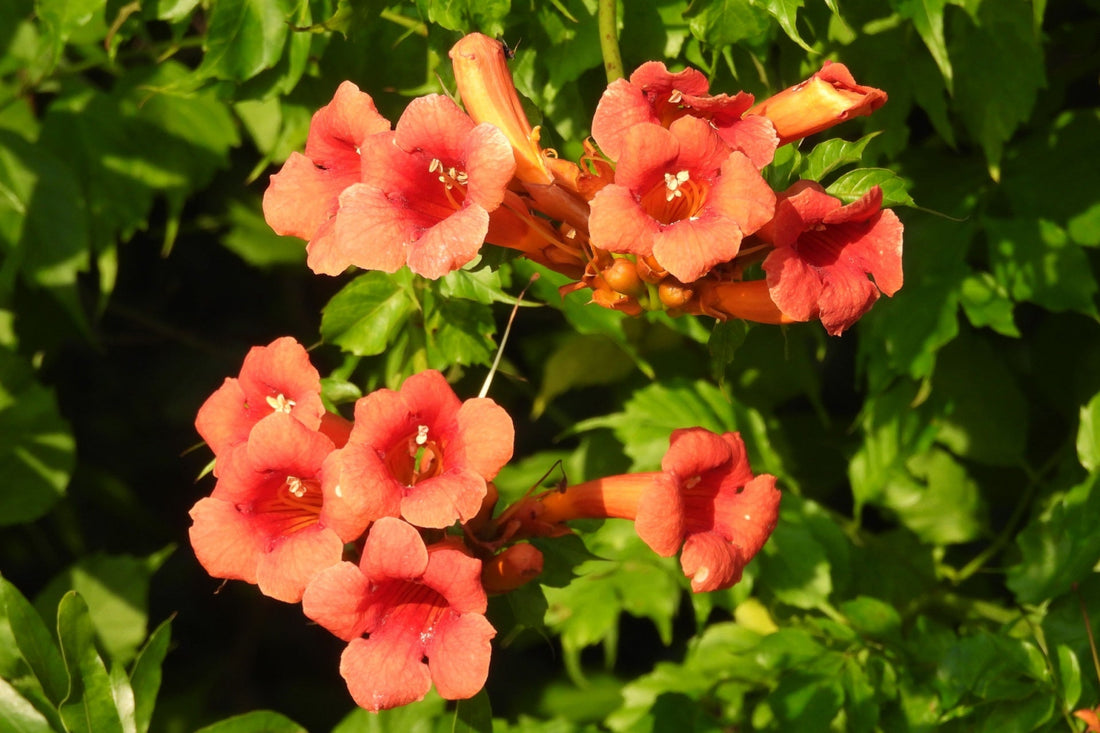 Vibrant coral-pink trumpet flowers with white stamens on lush green vine in Garden of Origins