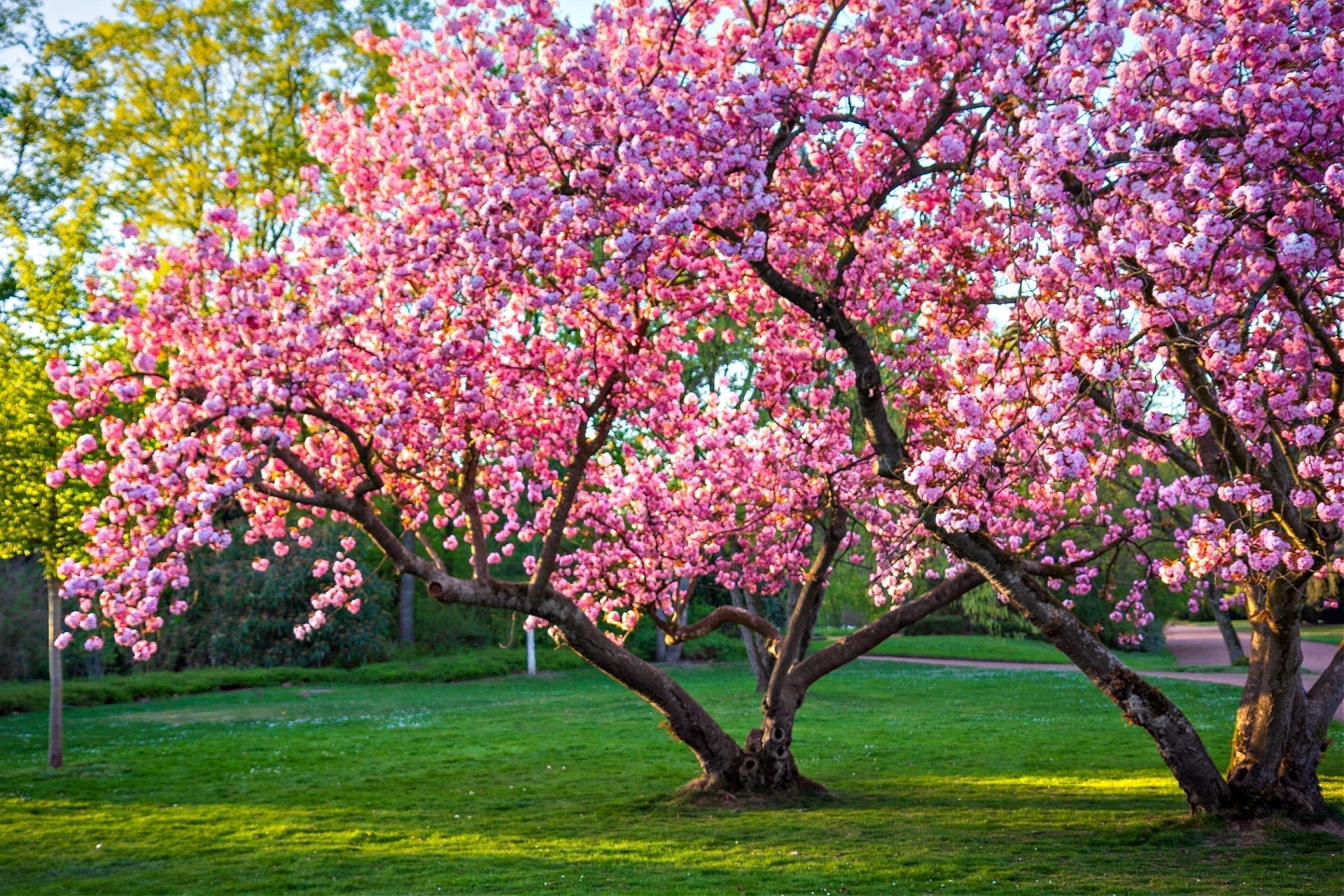 Blossoming cherry tree with pink flowers thriving in sunlit park landscape