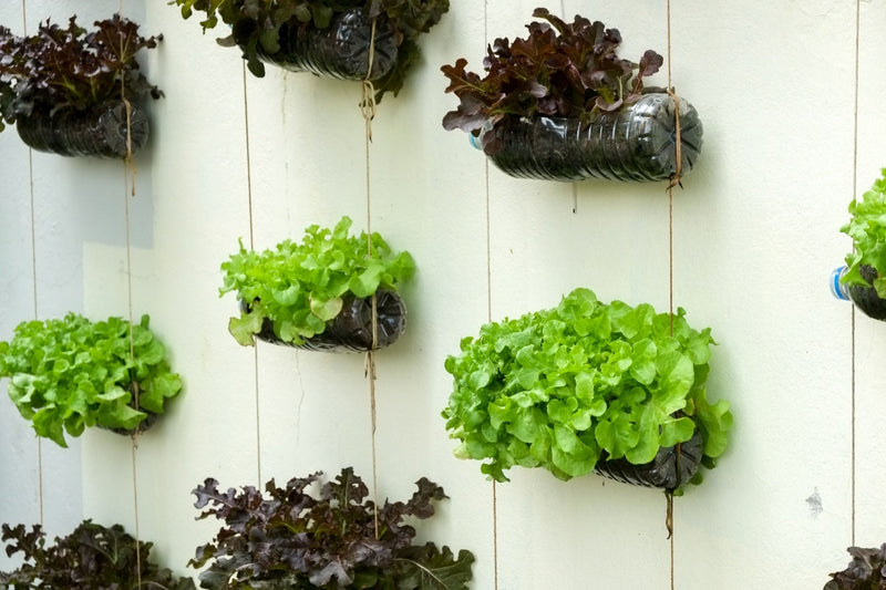 Vertical Gardening: A Fresh Approach to Space-Saving Greenery