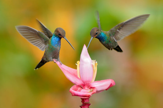 Two iridescent hummingbirds hover near pink banana flower