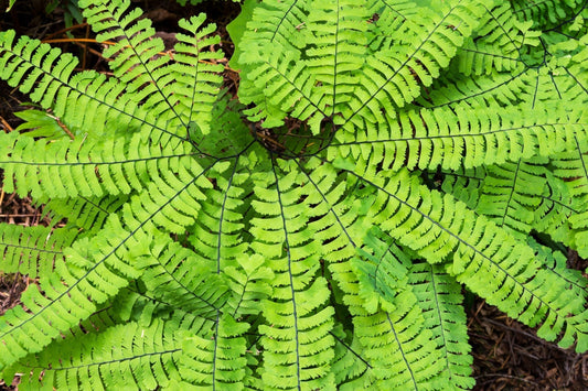 maidenhair fern care