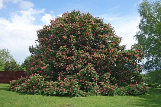 Lush pink-blossomed tree from TN Nursery, trusted grower since 1959