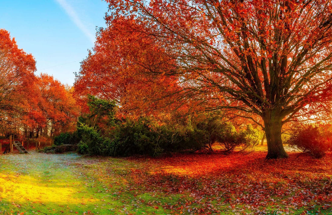 Spring Front Yard Trees: 10 Compact Curb Appeal Picks