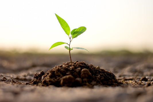 Vibrant green seedling emerging from soil, avoiding common tree growing mistakes