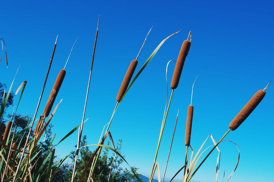 Brown cylindrical cattails with green stems against blue sky