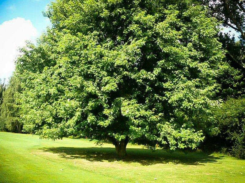 Silver Maple Tree by TN Nursery