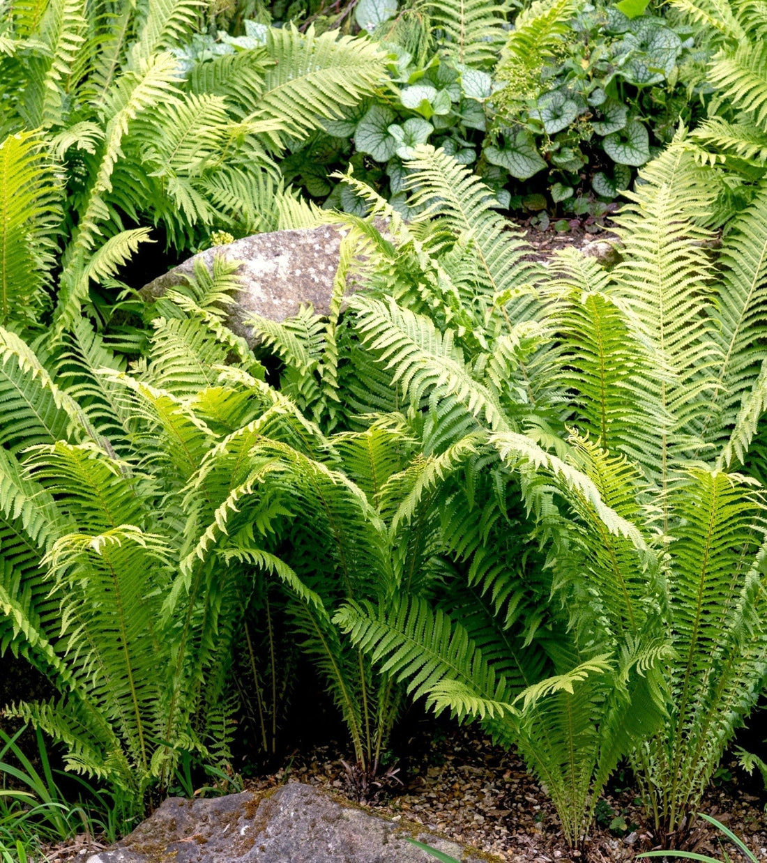 Lush fiddlehead ferns with delicate feathery fronds in woodland setting