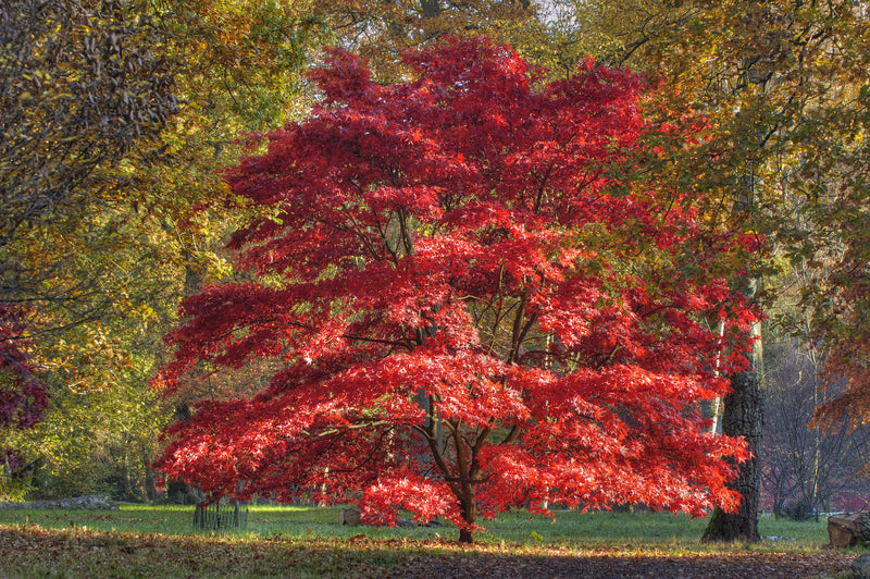 Red Maple Tree by TN Nursery