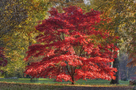 Red Maple Tree by TN Nursery