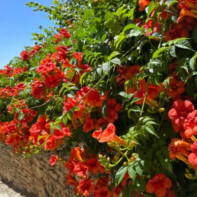Trumpet Vine | Hummingbird Vine by TN Nursery