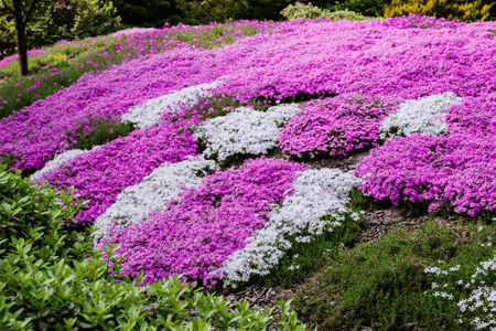 Vibrant purple and white phlox ground cover blankets garden bed
