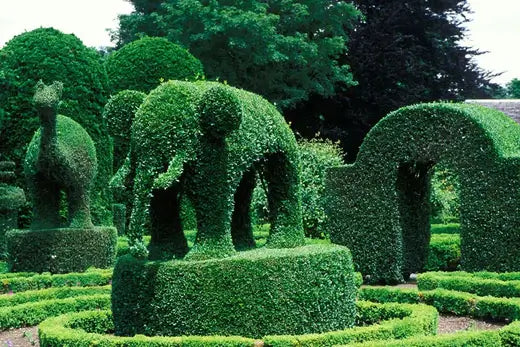 A Beginner’s Guide To Topiary | TN Nursery - TN Nursery