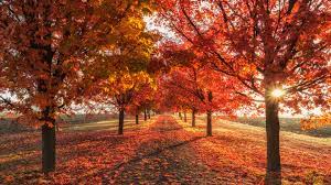 Vibrant autumn pathway tunnel of fiery red orange fall trees