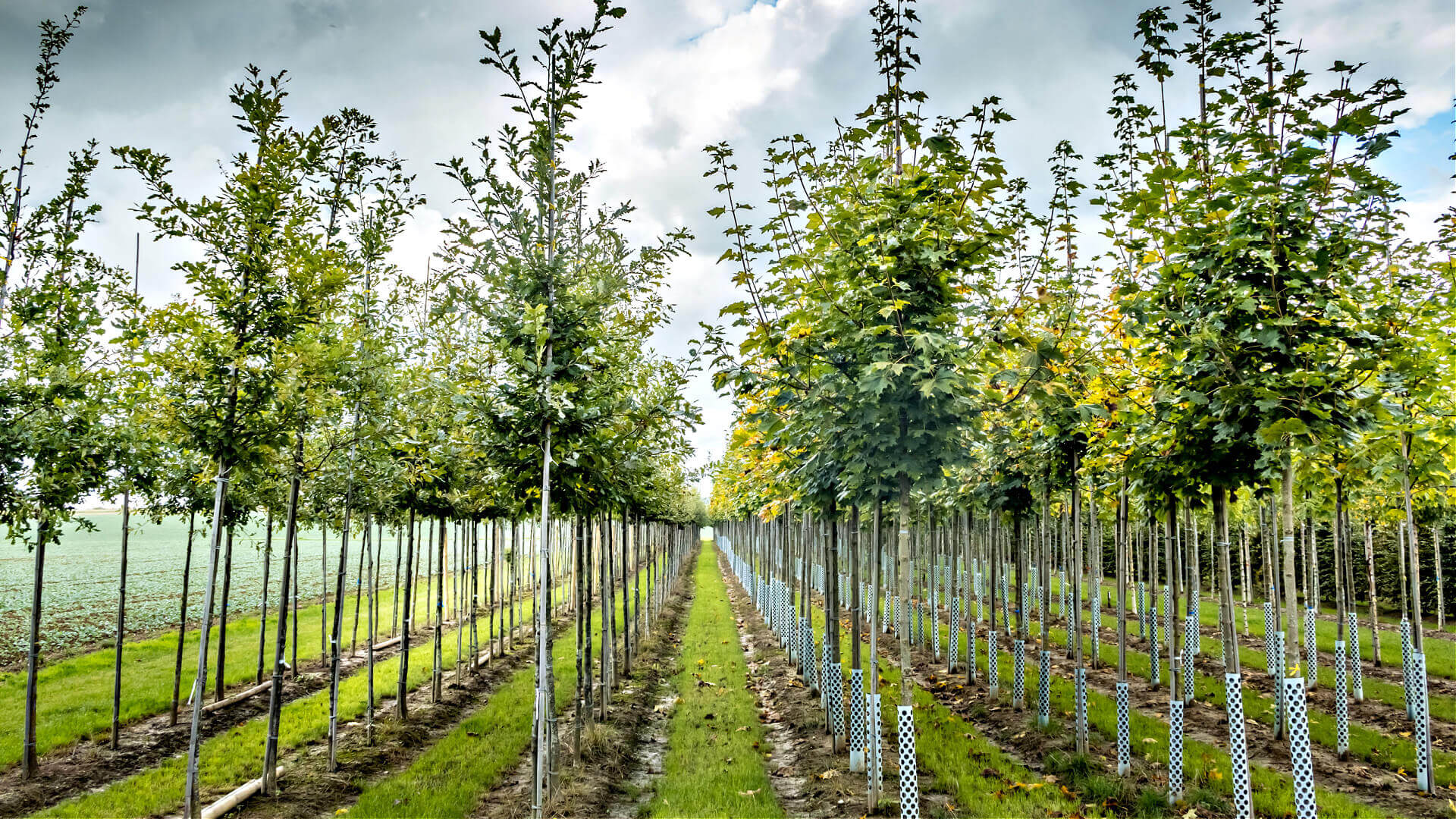Rows of young slender exotic native US trees in orderly lines under partly cloudy sky