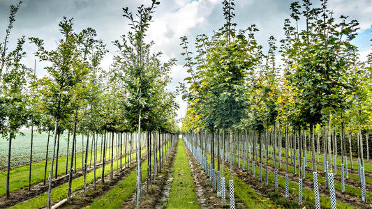 Rows of young slender exotic native US trees in orderly lines under partly cloudy sky
