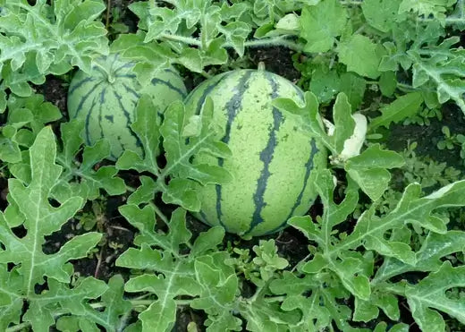 Ripe green watermelon with dark stripes among lush leaves for year-round growing