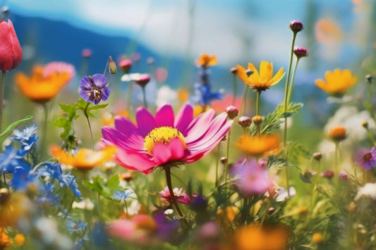 Vibrant pink daisy with yellow center in Living Tapestry Gardens wildflowers