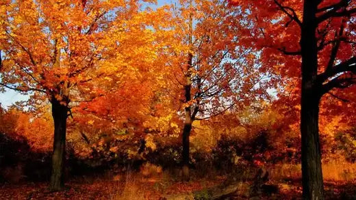 Vibrant autumn forest trees with fiery orange and red leaves.