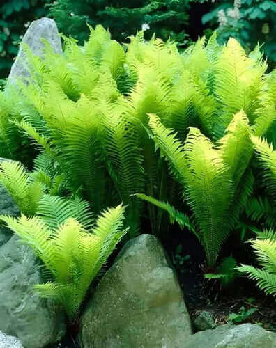 Vibrant chartreuse native ferns with feathery fronds on mossy rocks