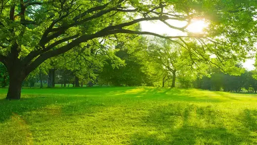 Lush green shade tree with sprawling branches in sunlit park