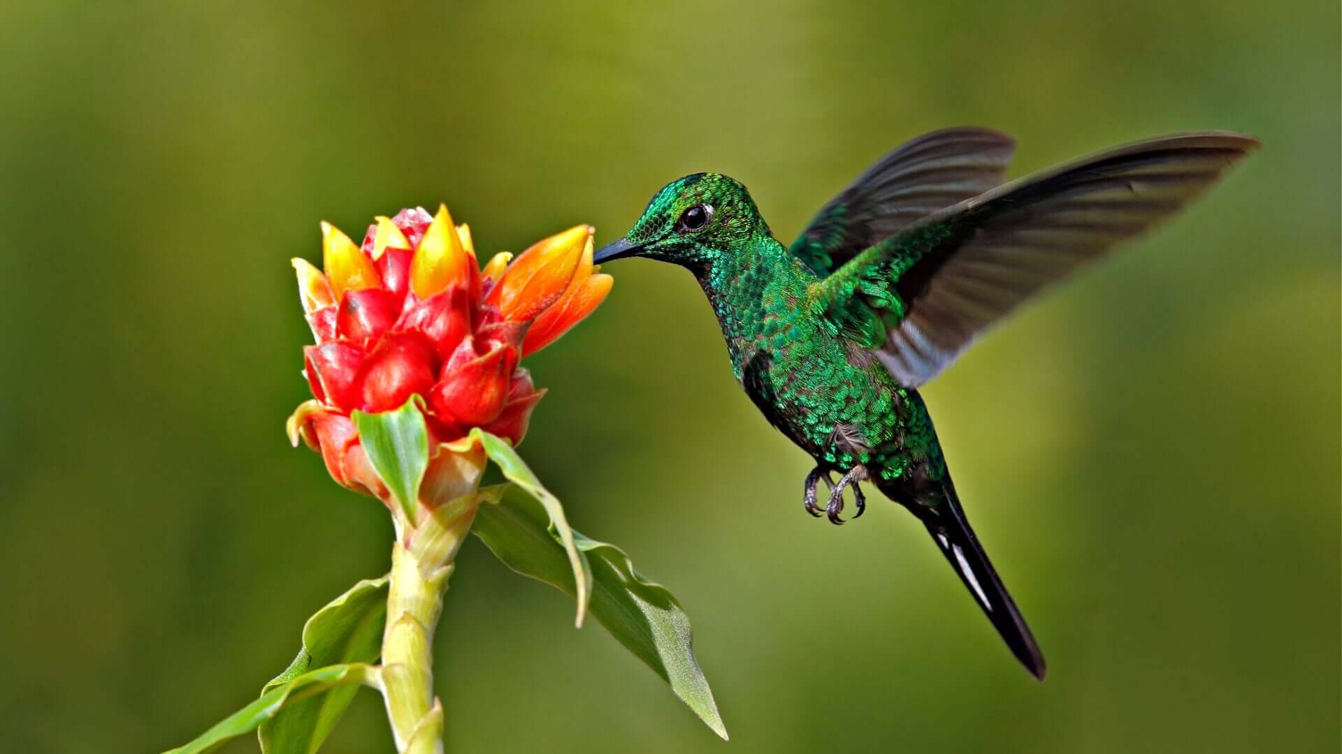 Vibrant green hummingbird hovers at red yellow flower in garden