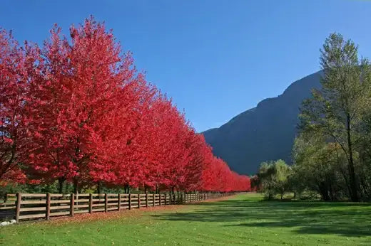 Vibrant red maple trees lining grassy field, fast growing facts