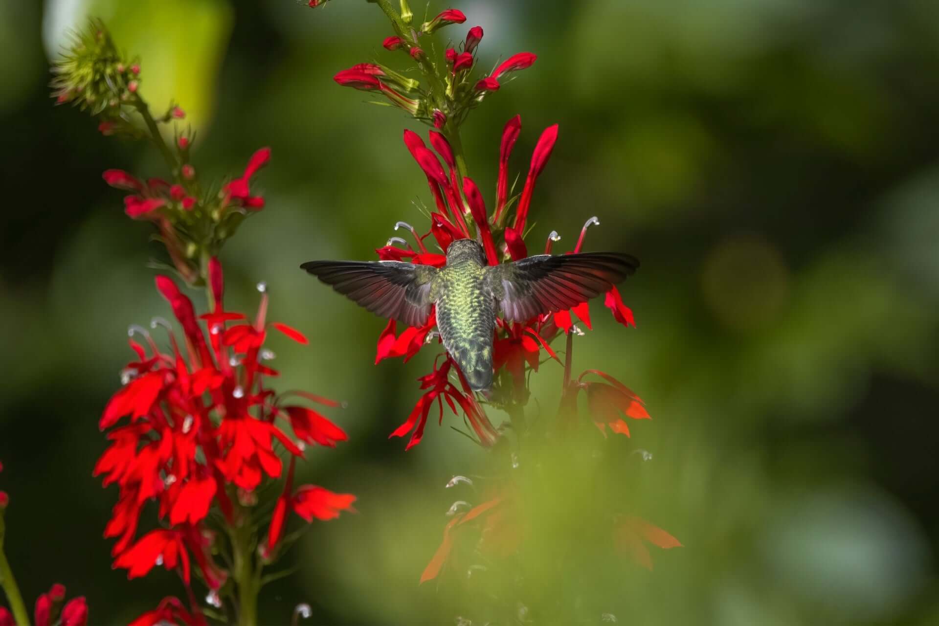 Small iridescent green hummingbird hovers near bold cardinal flowers