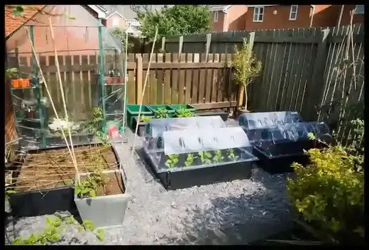 Black plastic seedling trays with clear lids for survival gardening
