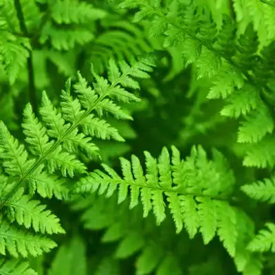 Vibrant green fern fronds with feathery textures from TN Nursery favorites