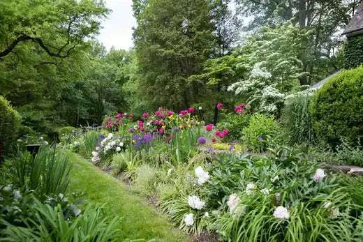 Vibrant tulip garden bed in pink, purple, white, yellow for monarch butterflies