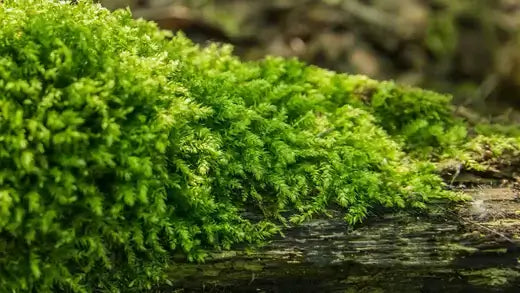 Vibrant green moss blankets damp log as grass lawn alternative