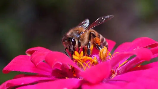 Honeybee on pink zinnia perennial flower