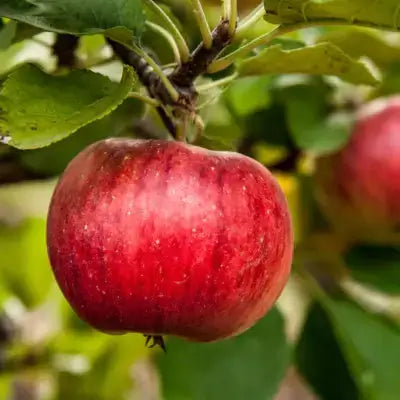 Glossy deep red apple hanging from fruiting tree branch