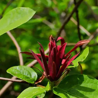 Deep red star-shaped Sweetshrub flower with green leaves