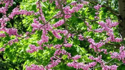 Vibrant pink blossoms on flowering tree bring color to garden