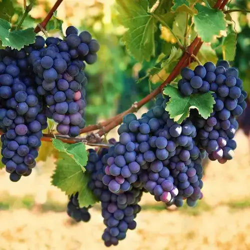 Deep purple grapes glistening with dew on berry vine