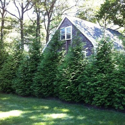 Charming purple-shingled house in TN Nursery Forbes landscaping feature