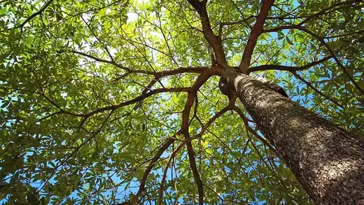 Towering tree with rugged bark protecting homes, vibrant green branches