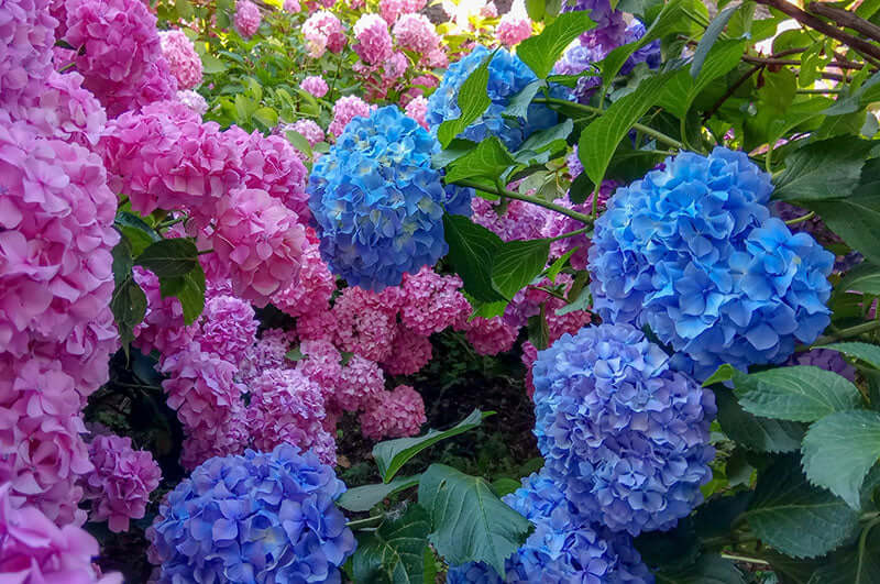 Vibrant Nikko Blue hydrangea blossoms in pink and blue bloom
