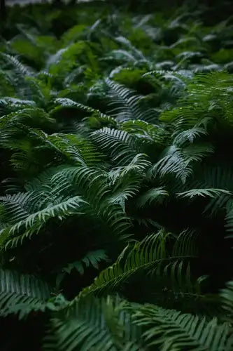 Lush deep green sensitive fern fronds with intricate leaf patterns
