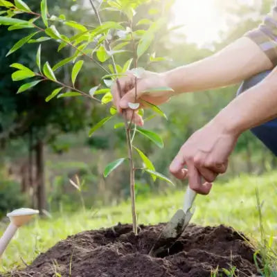 Young green tree sapling planted in soil with trowel in step-by-step guide