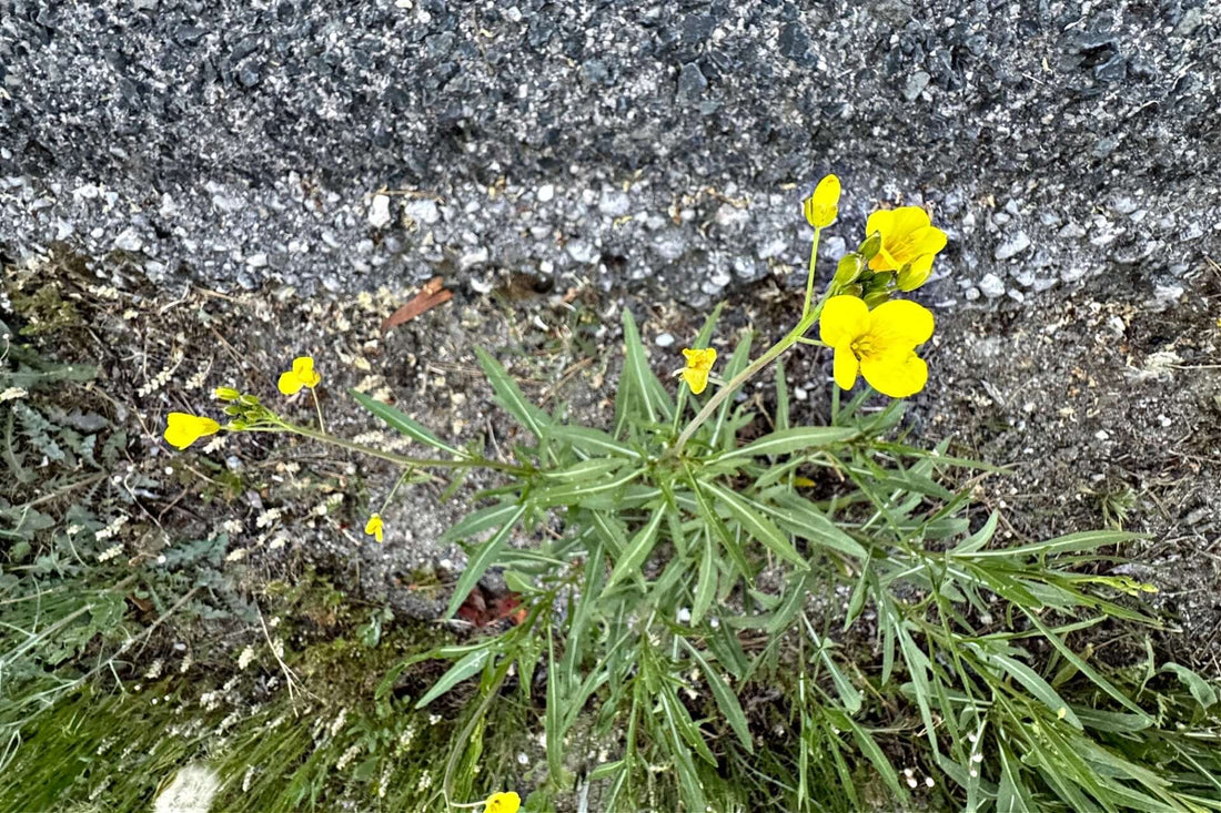 Star grass yellow flowers with green stems near gray concrete in landscaping