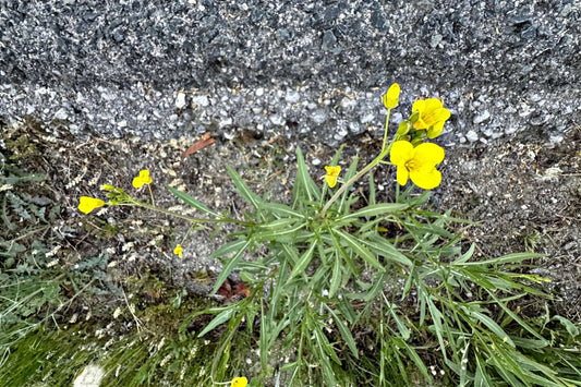 Star grass yellow flowers with green stems near gray concrete in landscaping