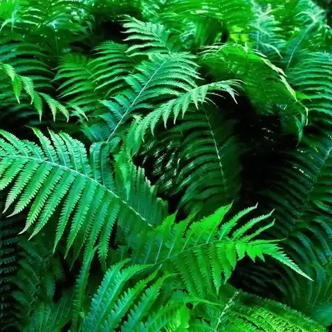 Vibrant green fern fronds in life cycle overview