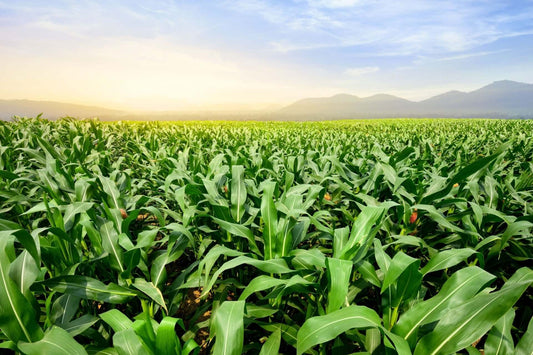 Lush corn field in colonial garden style stretches to mountains at golden dusk