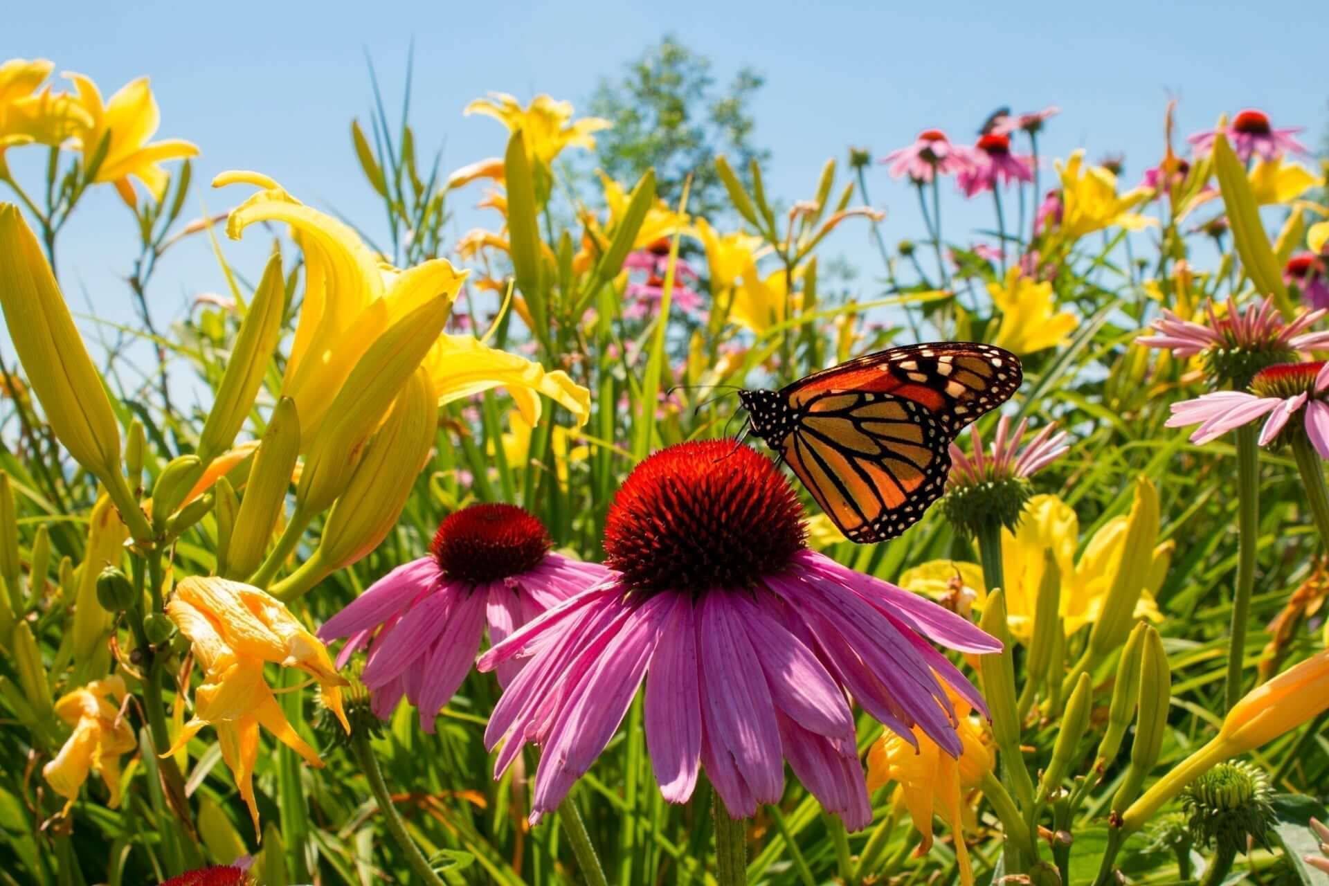 Perennials for Spring